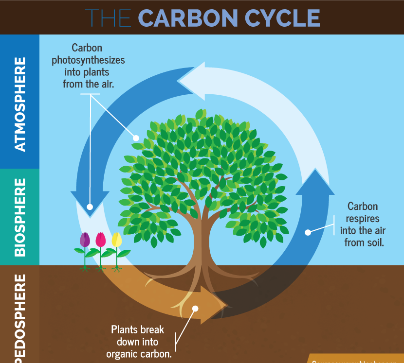 carbon cycle