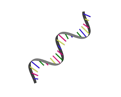 a dna strand with colorful sticks